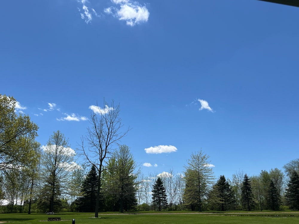 a grassy field with trees and a bench under a blue sky