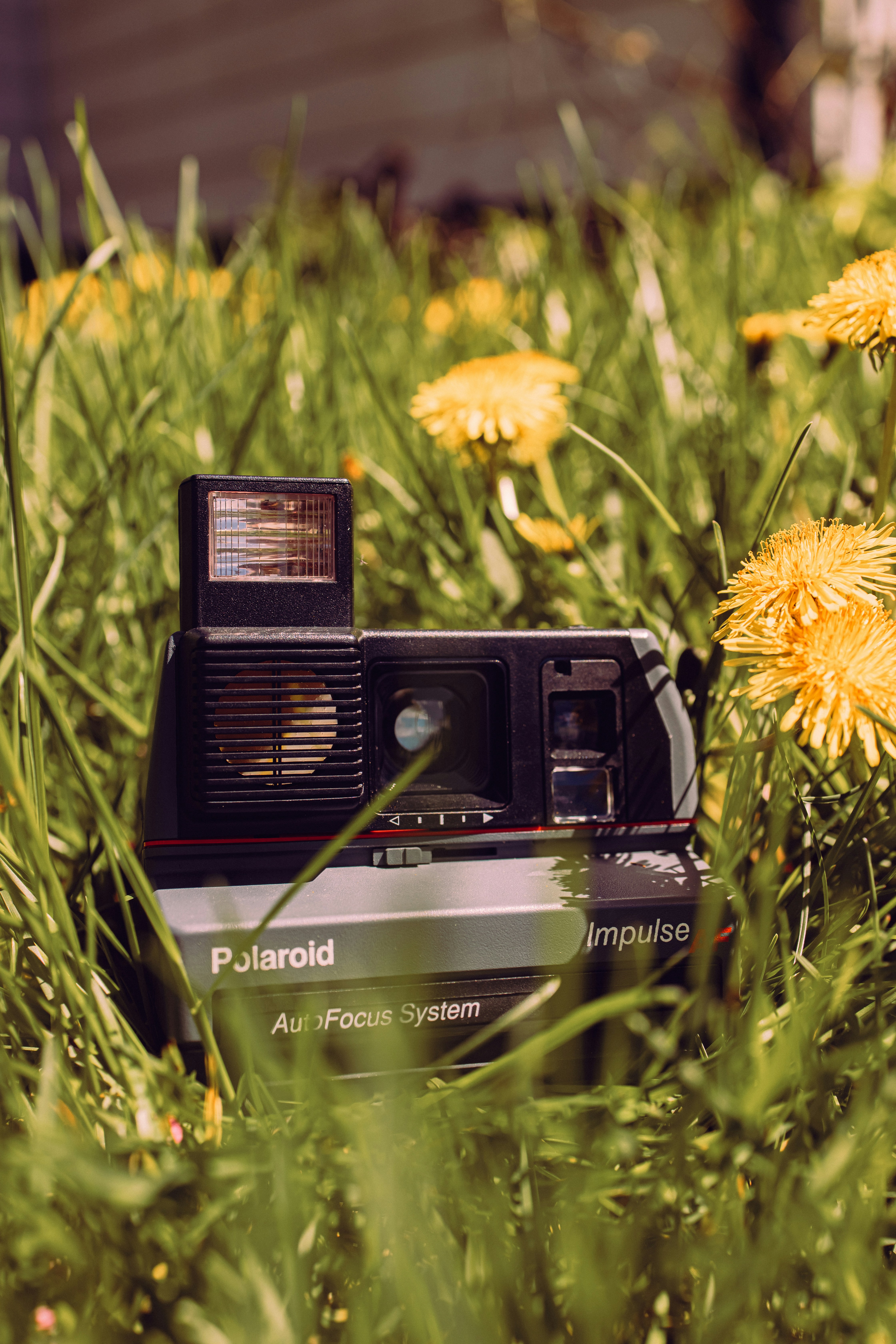 Choose from a curated selection of grass backgrounds. Always free on Unsplash.