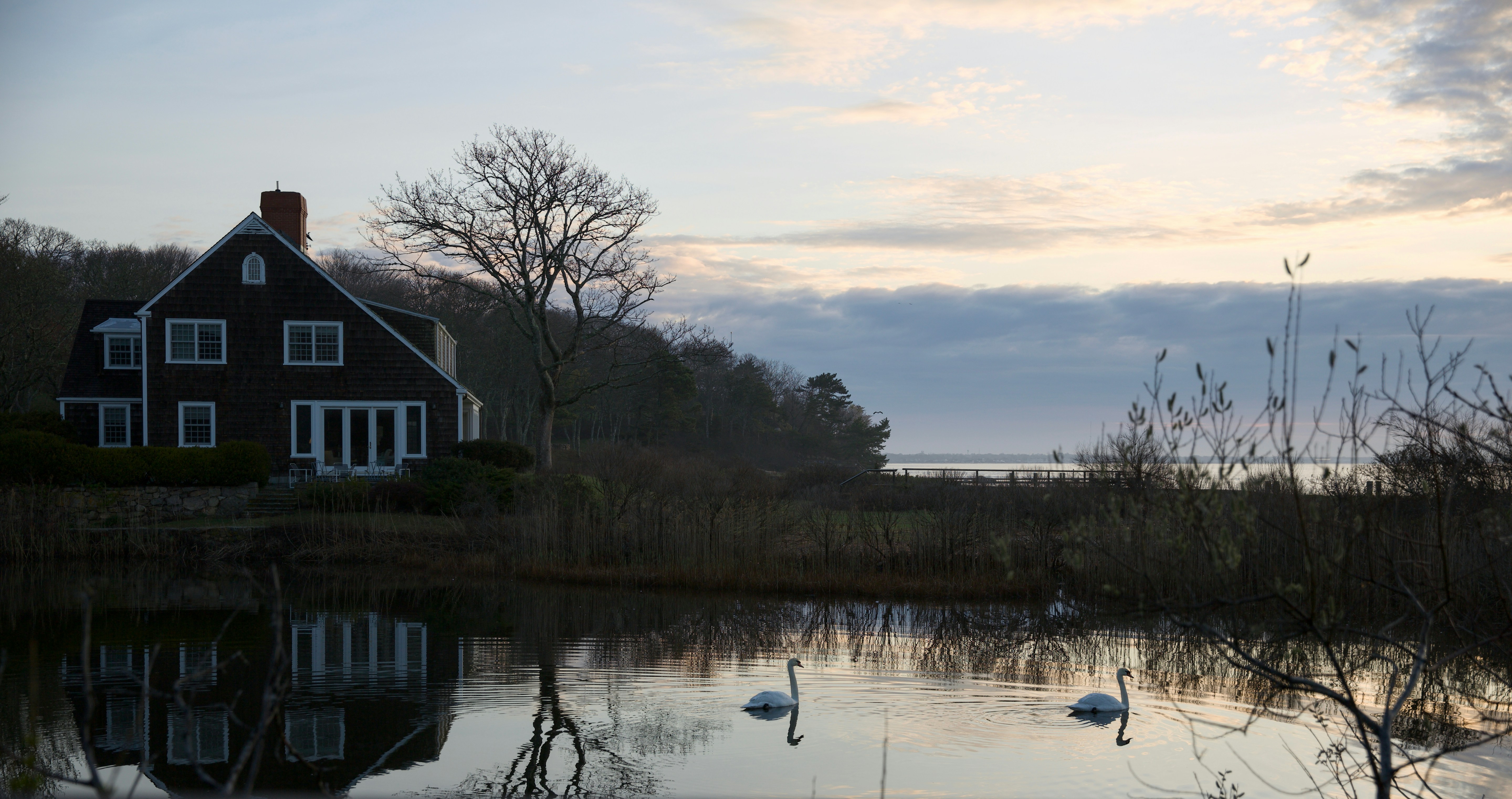 a couple of swans are swimming in a pond