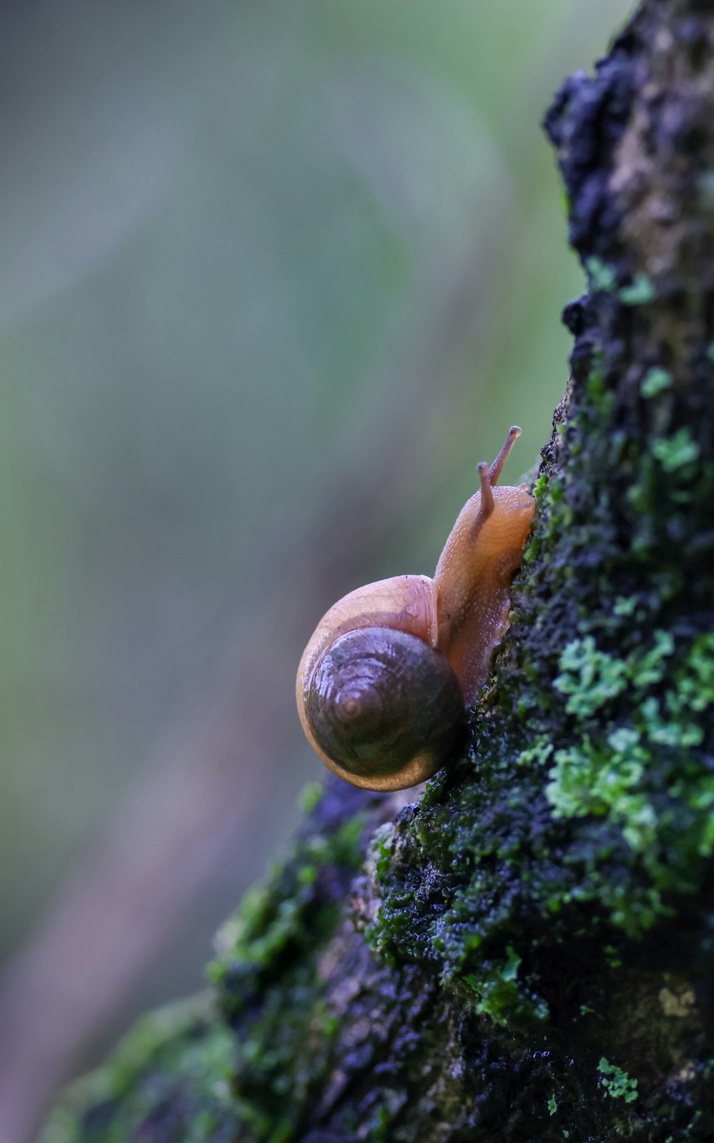a snail crawling on a mossy tree branch
