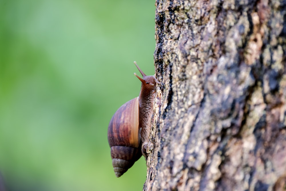 a snail climbing up the side of a tree