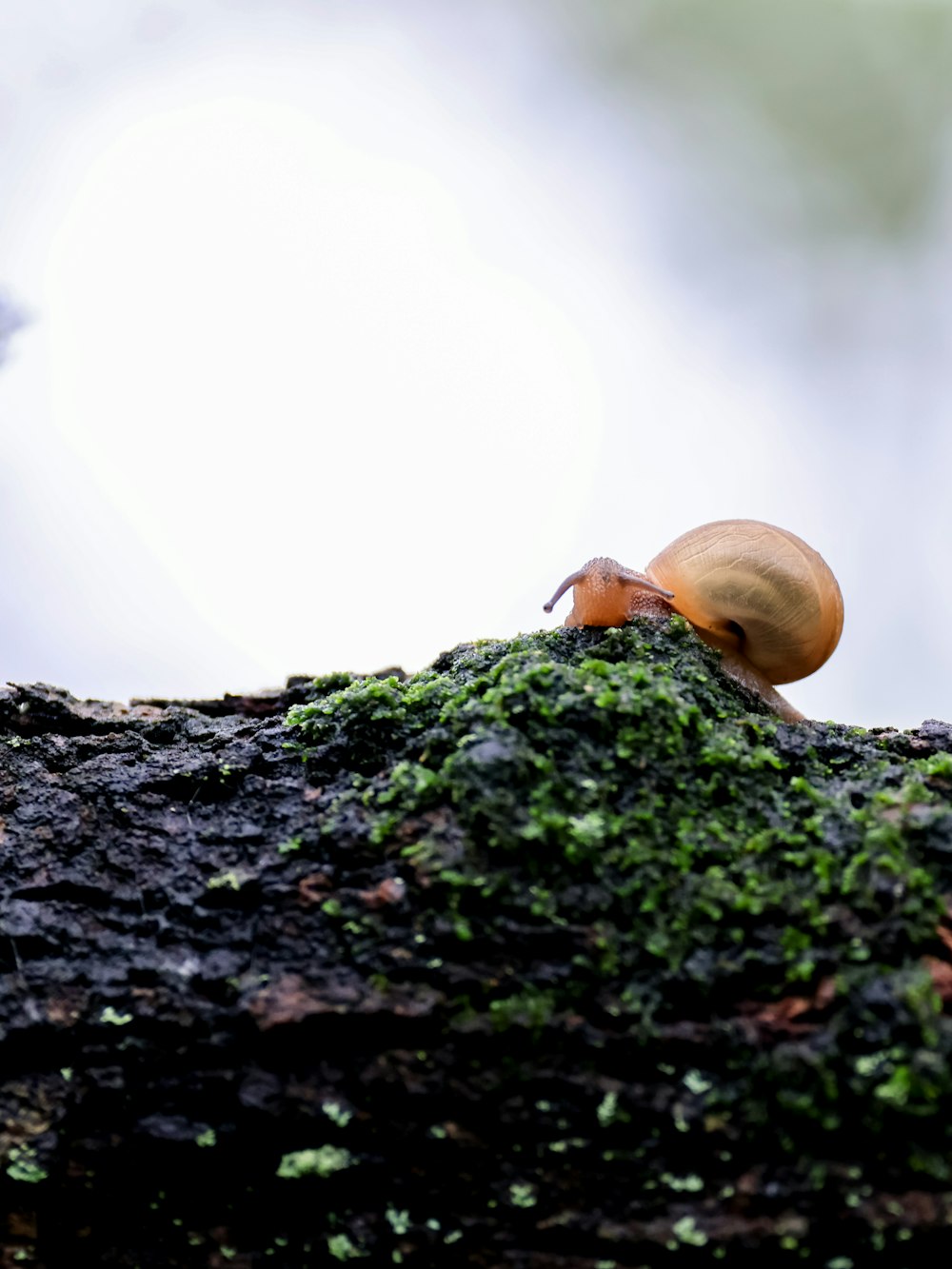a snail is sitting on a mossy tree branch
