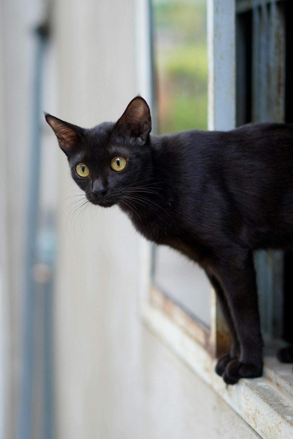 eine schwarze Katze, die aus einem Fenster schaut