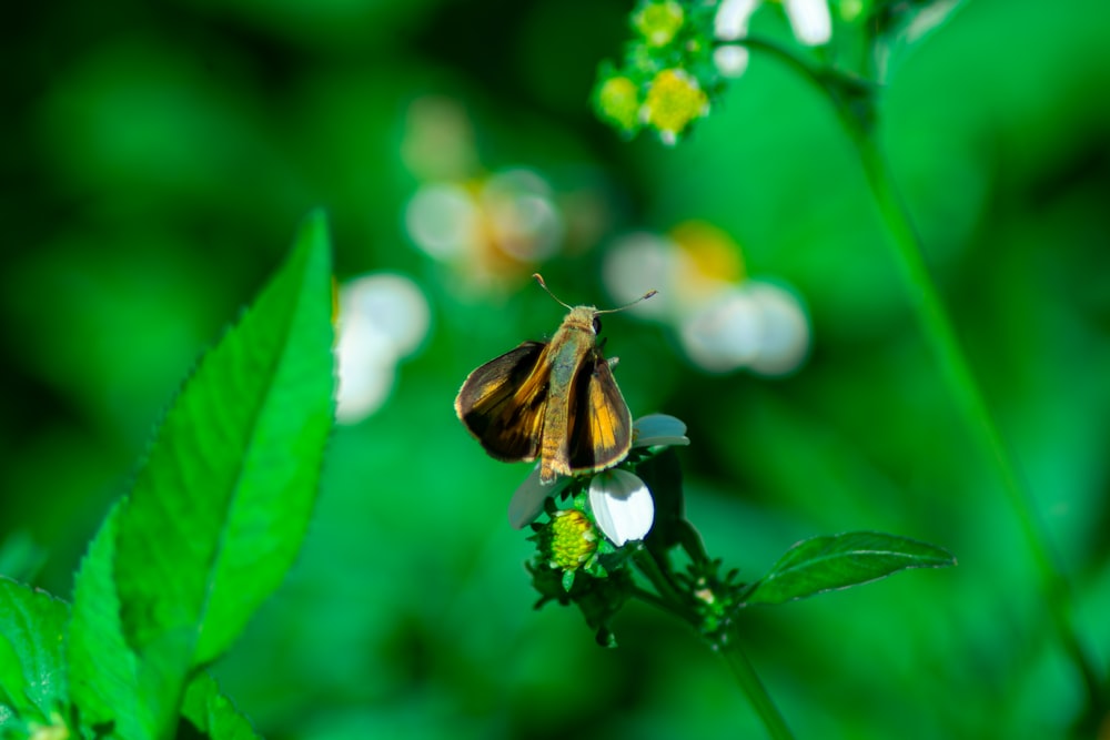 a close up of a butterfly on a flower