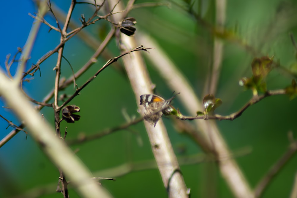 a small bird perched on top of a tree branch