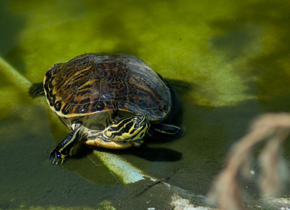 a turtle sitting on top of a body of water