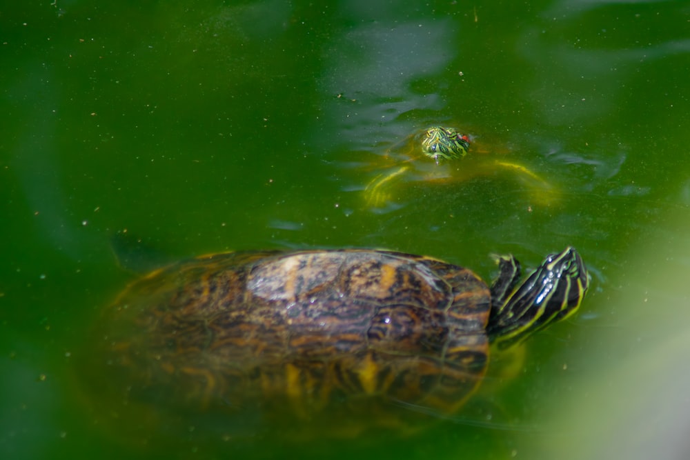 a turtle swimming in a pond of water