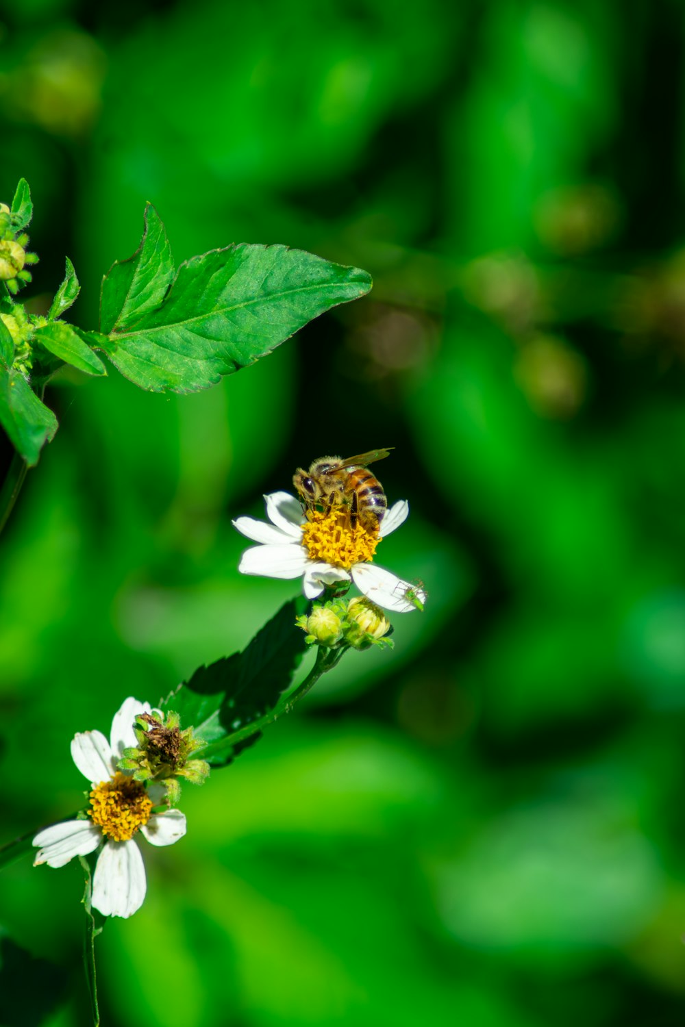 a bee is sitting on a flower in a field