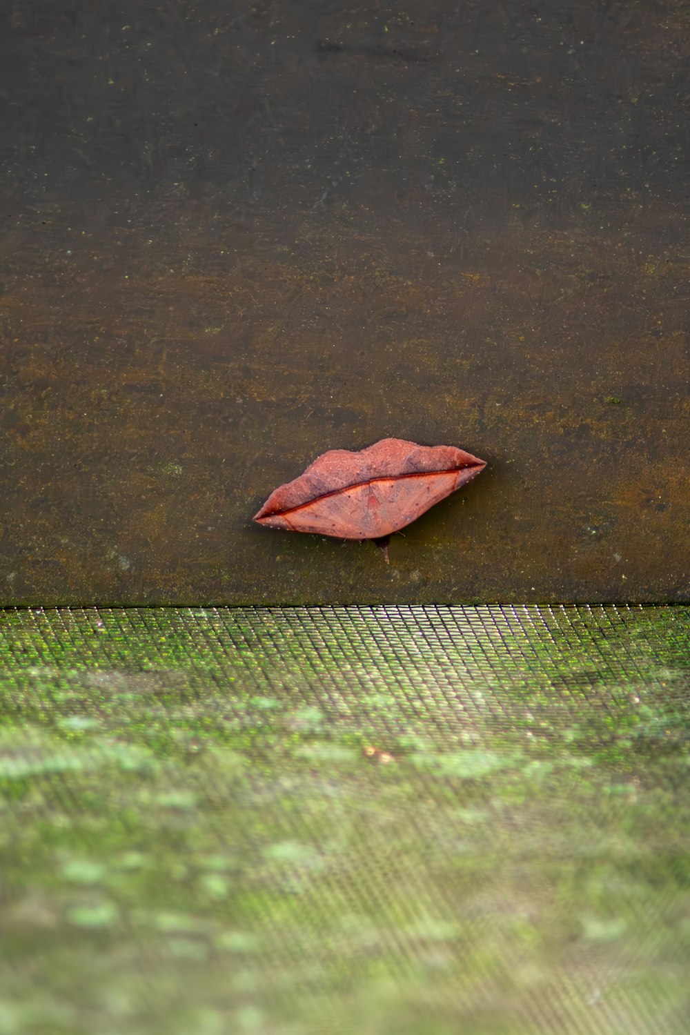 a leaf laying on the ground next to a fence