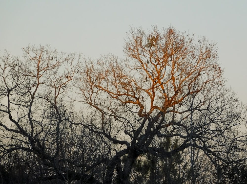 a large tree with no leaves in a field