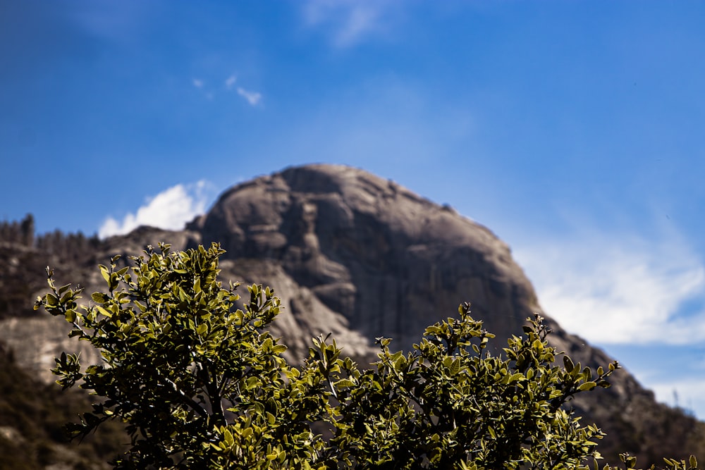 a view of a mountain with trees in the foreground