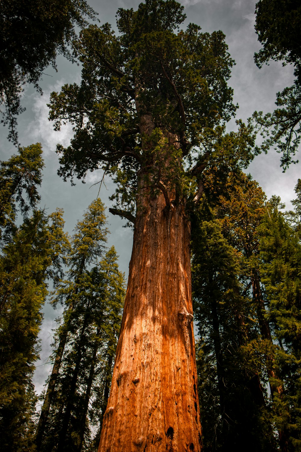 a large tree in the middle of a forest