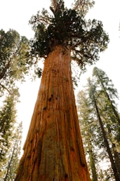 a tall tree standing in the middle of a forest