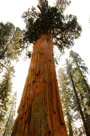 Giant Sequoia Day Trips