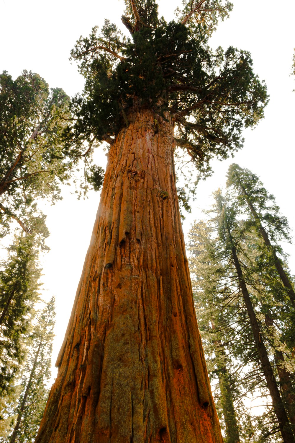 un grand arbre debout au milieu d’une forêt