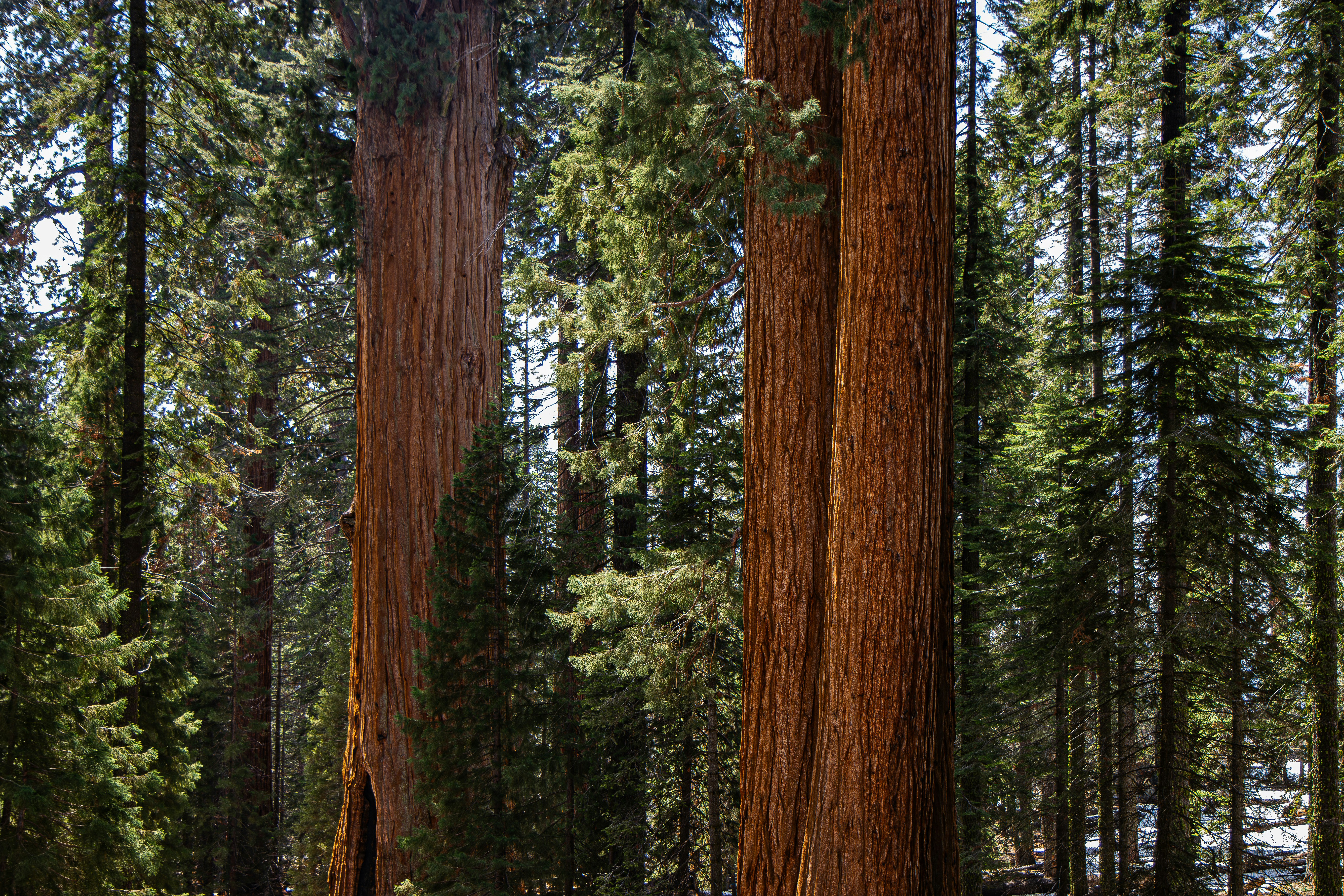 a group of large trees in a forest