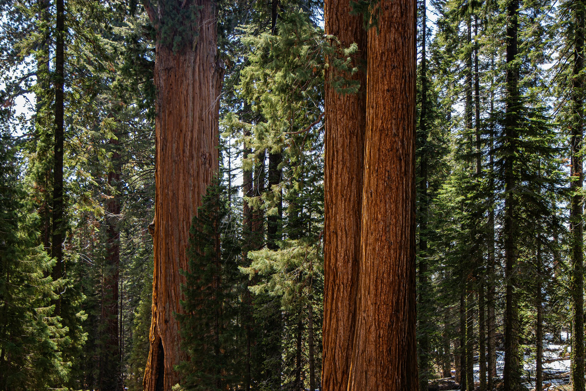 a group of large trees in a forest