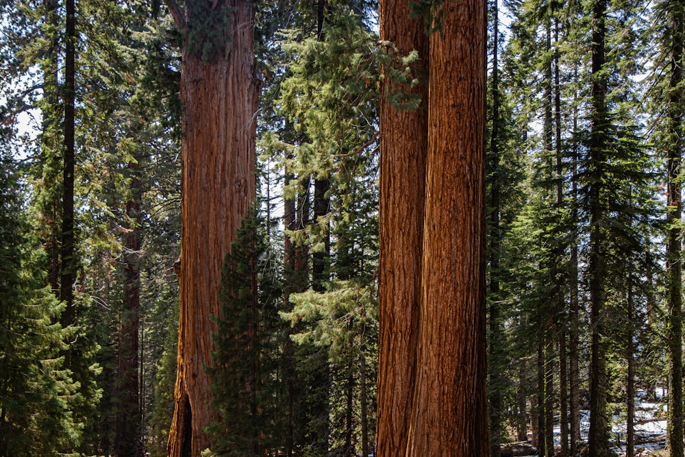 a group of large trees in a forest