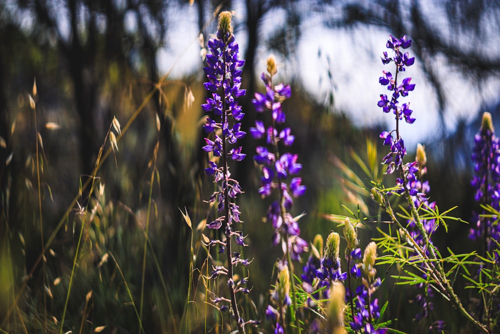 a field of purple flowers with trees in the background