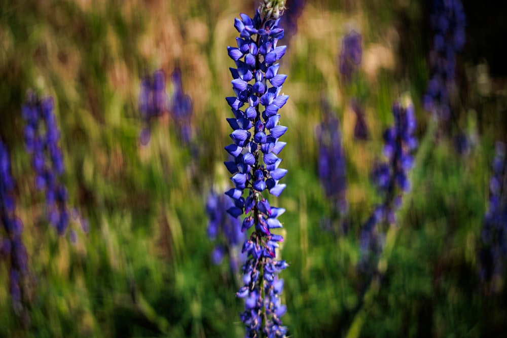 a close up of a purple flower in a field