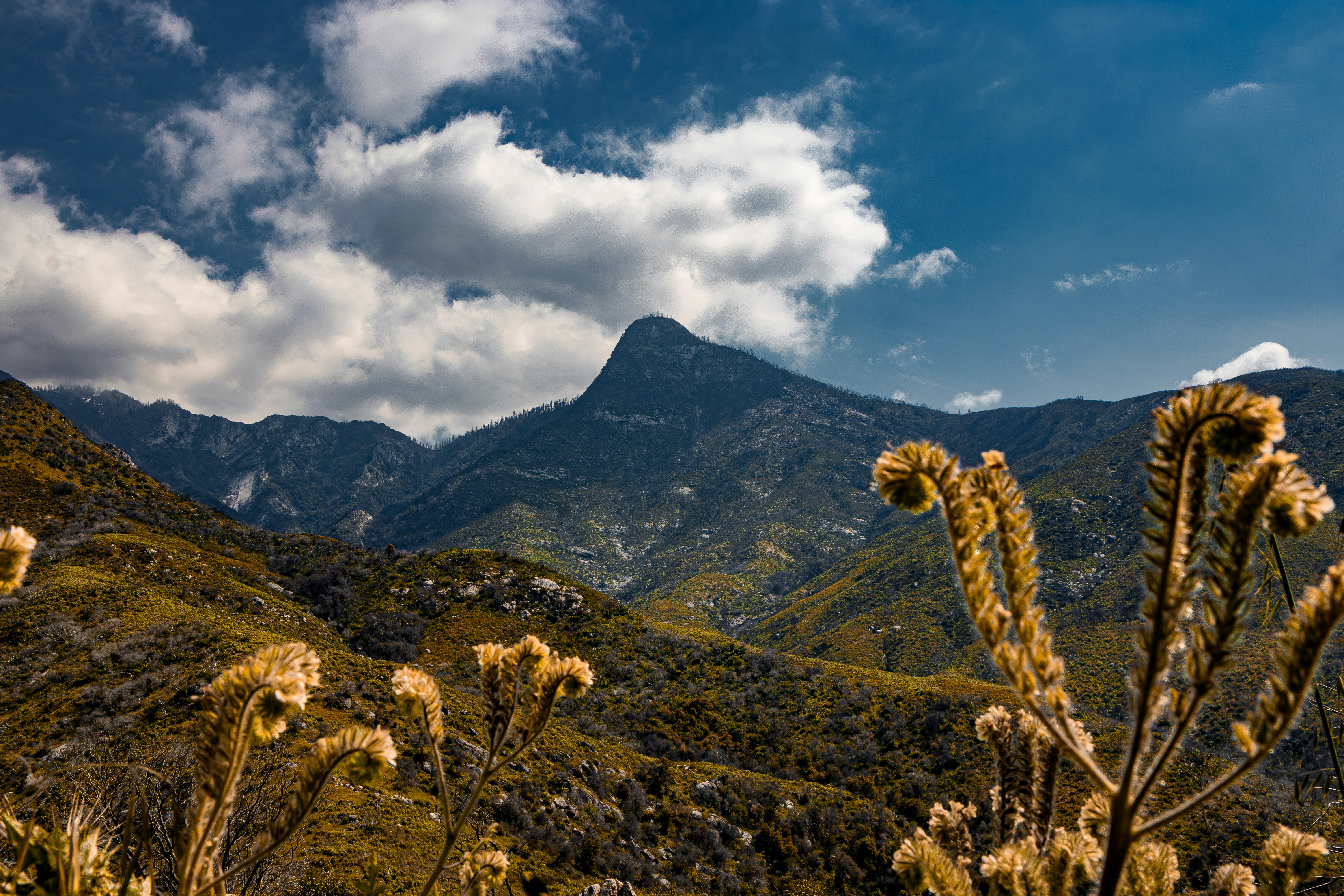a view of a mountain range with a bunch of plants, 