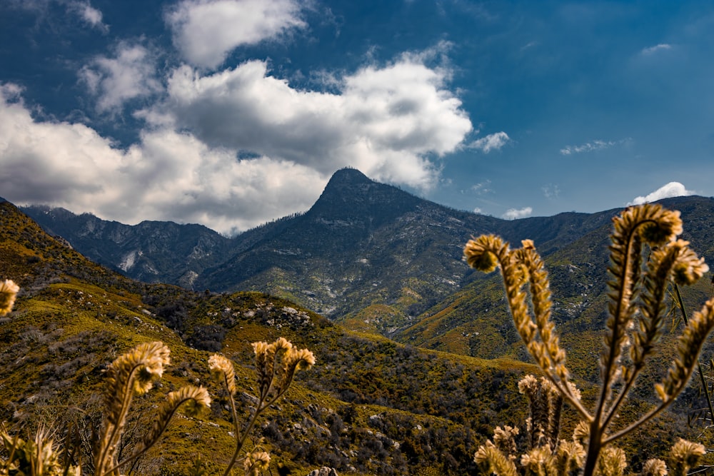 a view of a mountain range with a bunch of plants