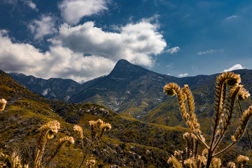 Una vista de una cadena montañosa con un montón de plantas