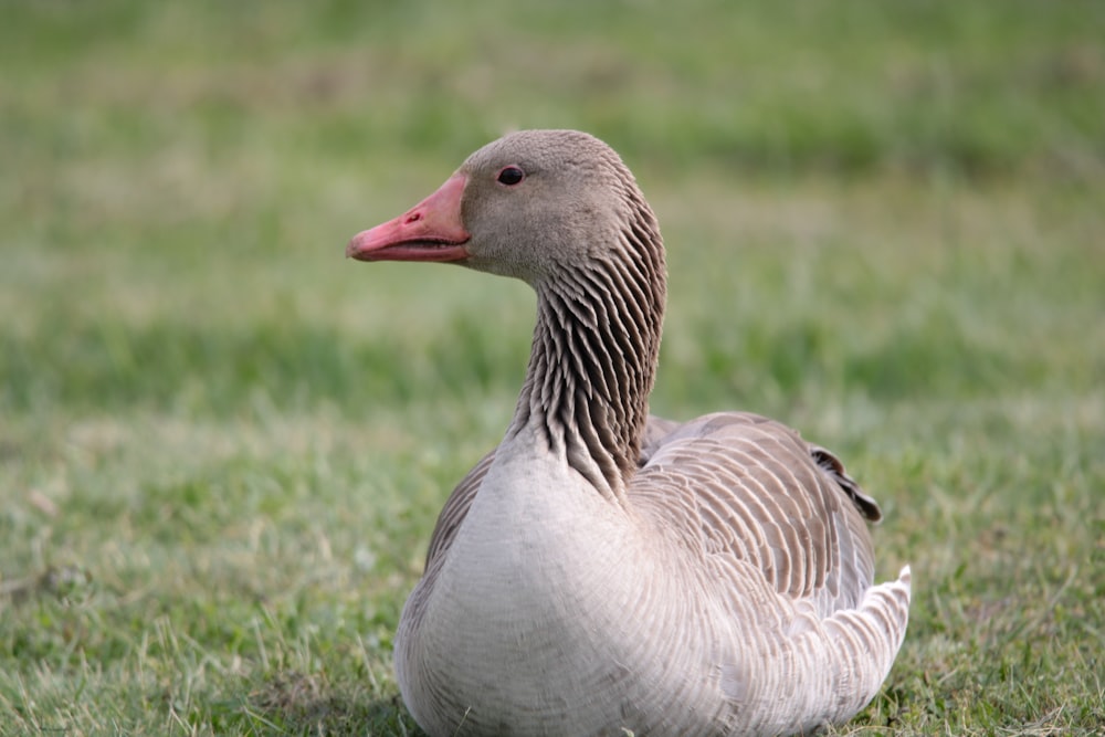 a duck that is sitting in the grass