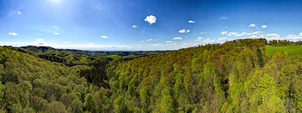 a panoramic view of a lush green forest
