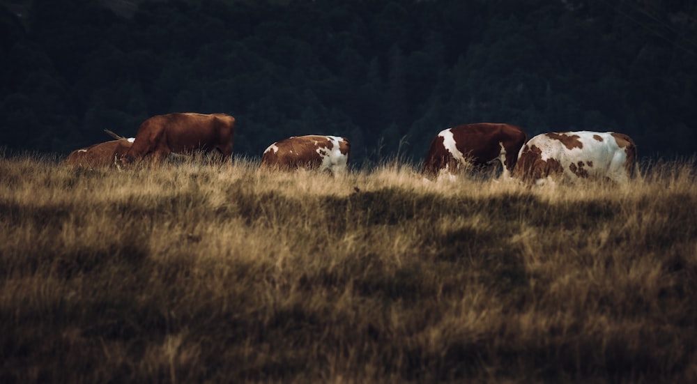 a herd of cattle grazing on a dry grass covered field