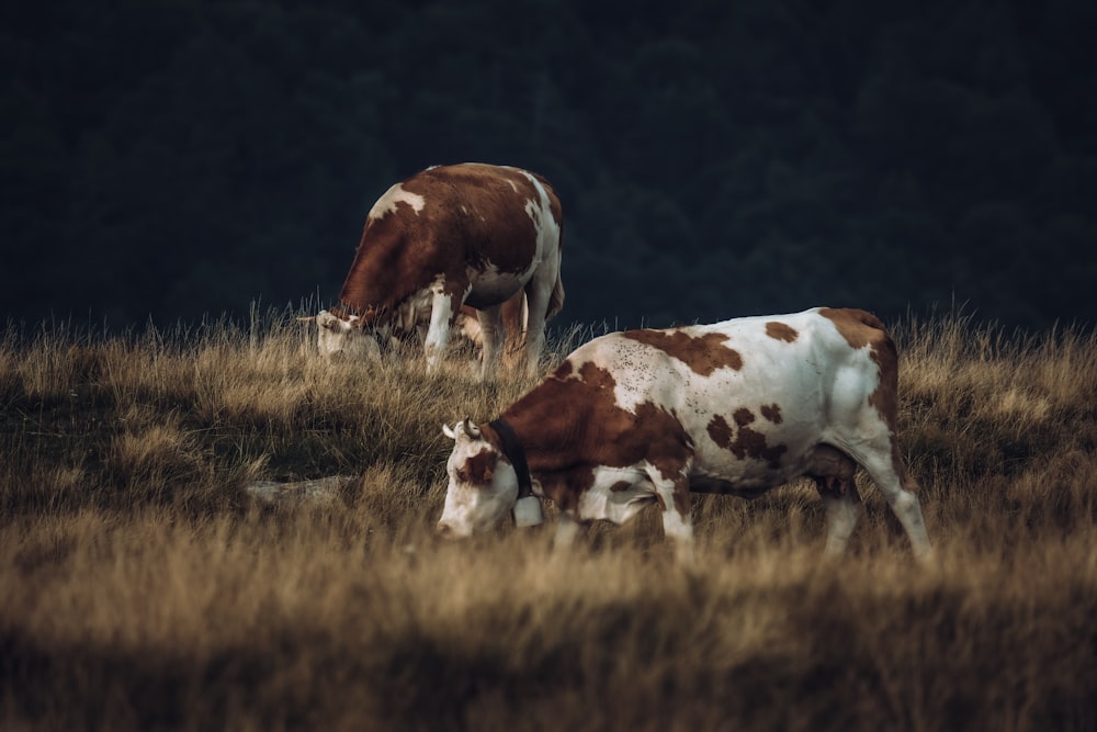 two brown and white cows grazing in a field