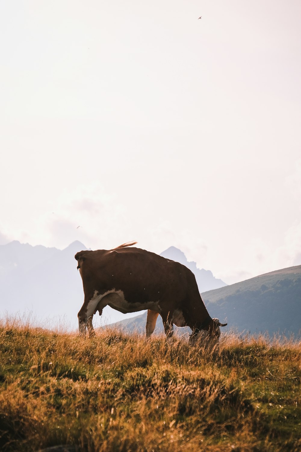 a brown and white cow standing on top of a grass covered field