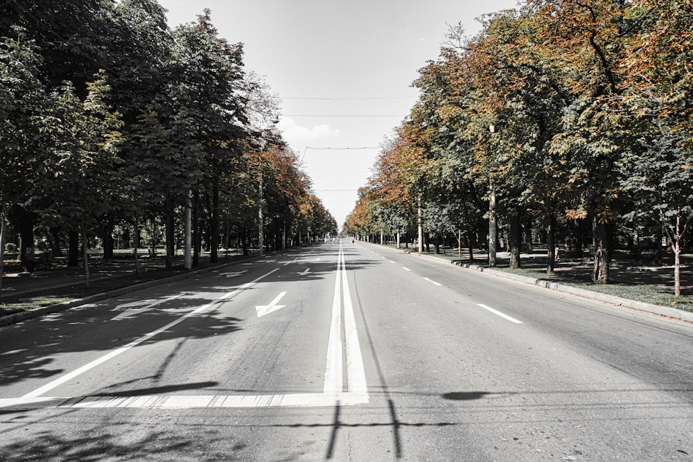 a street lined with lots of trees next to a forest