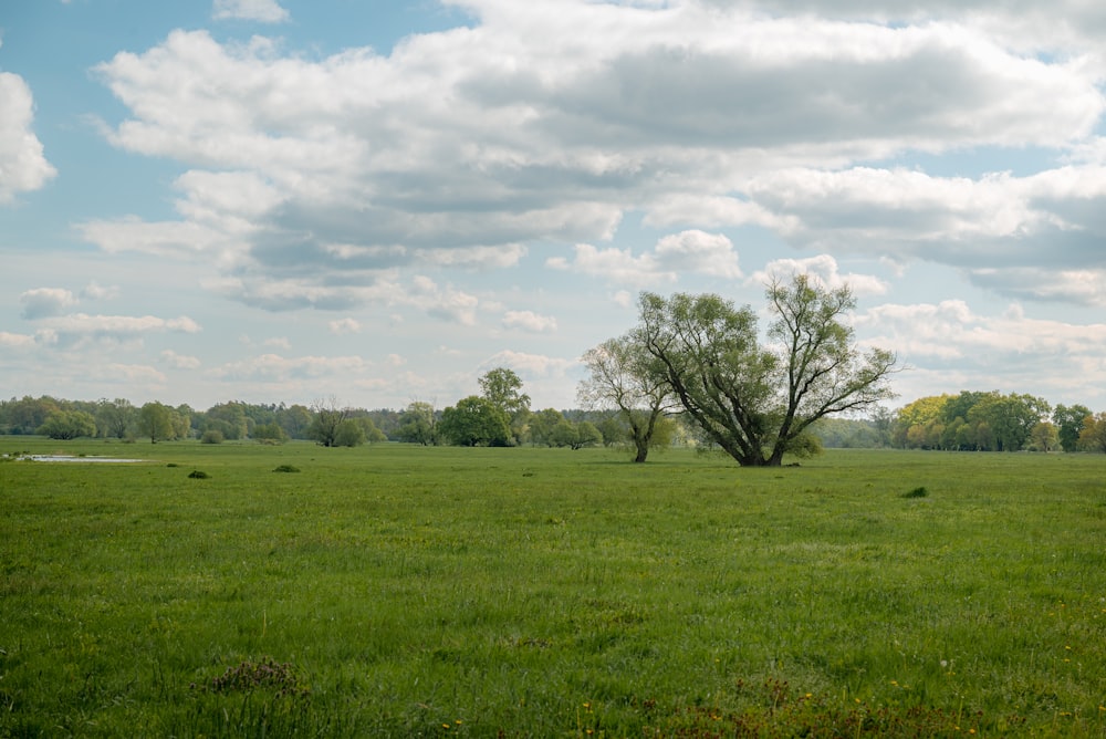 a grassy field with a lone tree in the distance