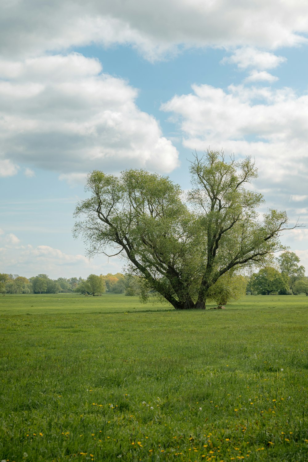 a lone tree in a field of green grass