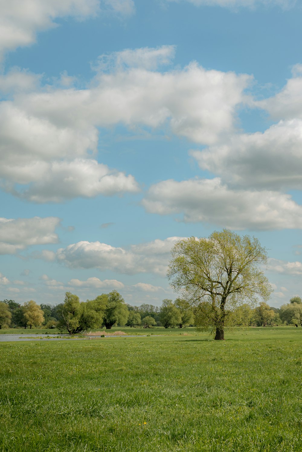 a lone tree in a grassy field under a cloudy blue sky