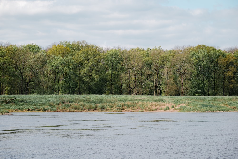 a body of water with trees in the background