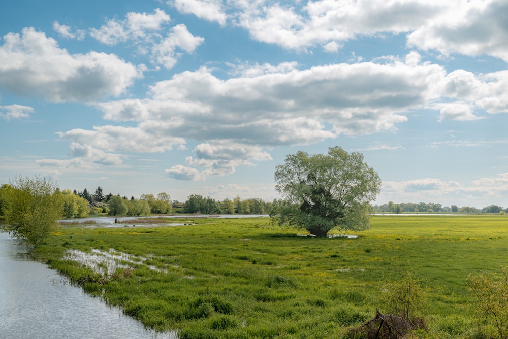 a river running through a lush green field