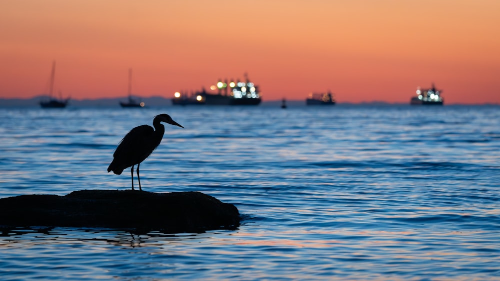 a bird is standing on a rock in the water