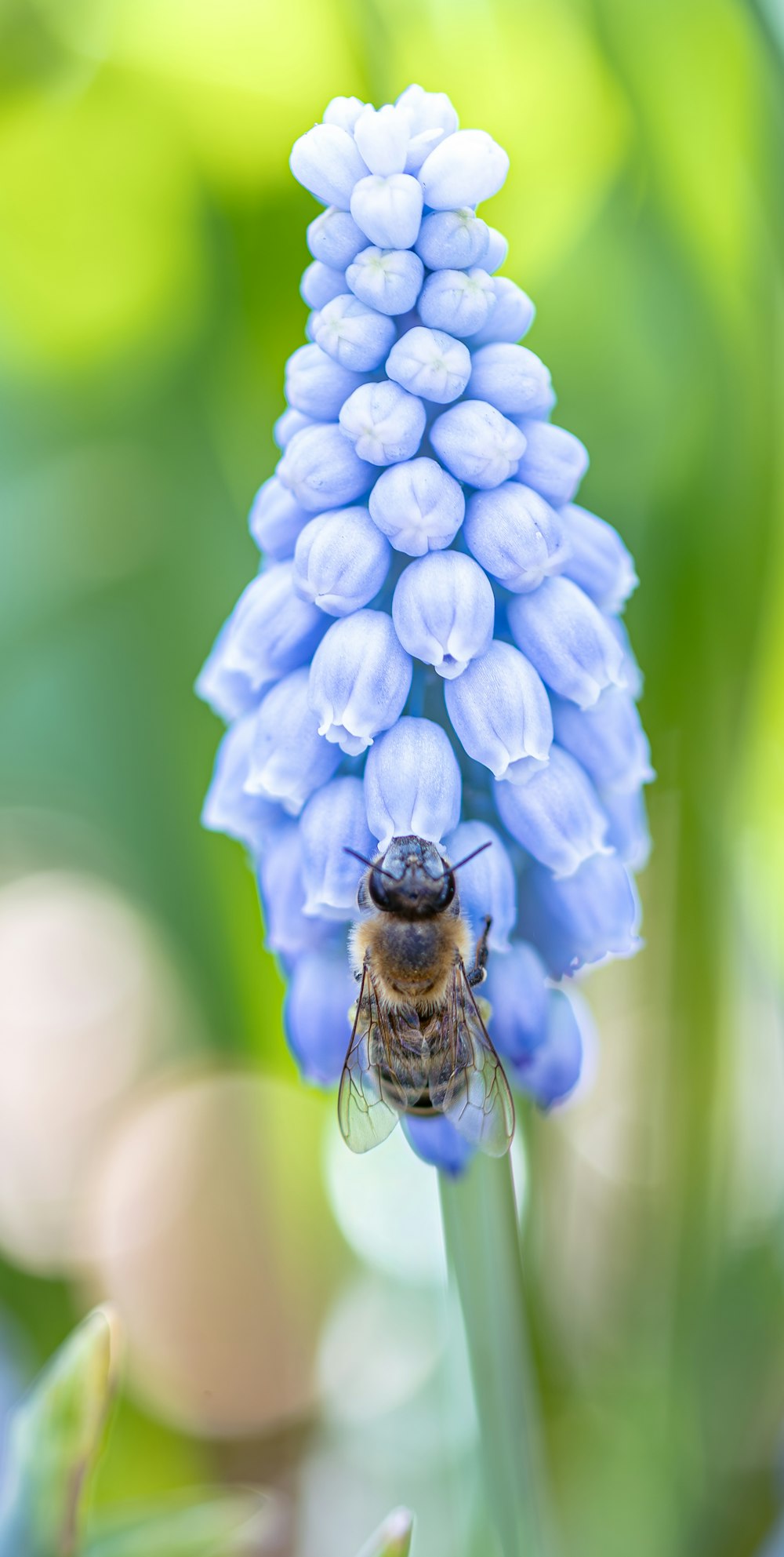 a close up of a blue flower with a bee on it