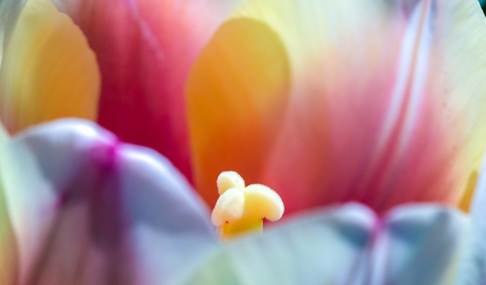 a close up of a flower with a blurry background