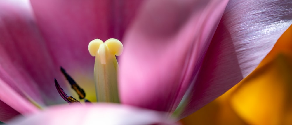a close up of a pink flower with yellow stamen