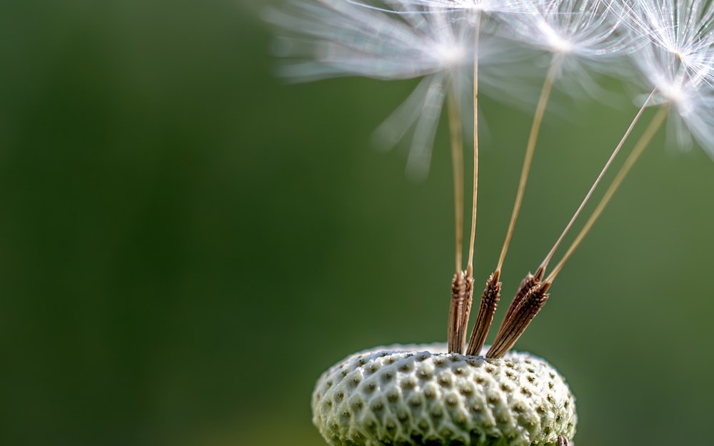 a close up of a dandelion with a blurry background