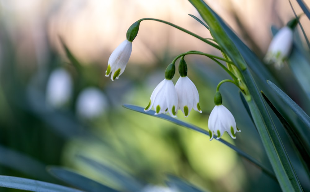 a group of white flowers with green stems