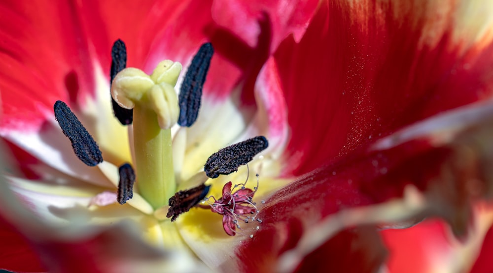 a close up of a red and white flower