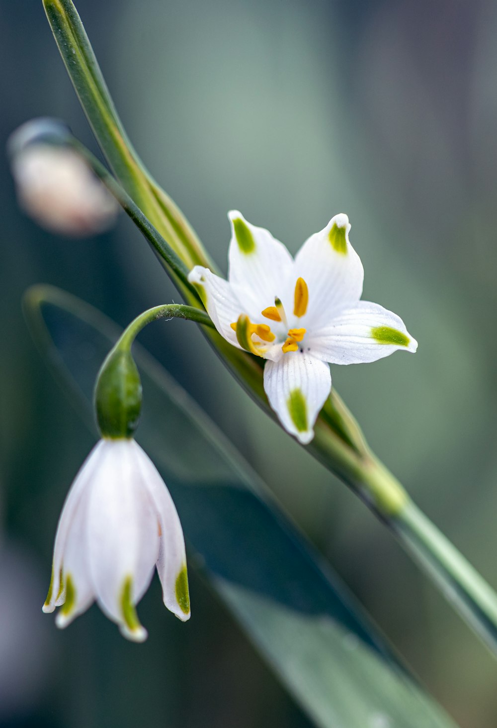 a close up of a flower with a blurry background