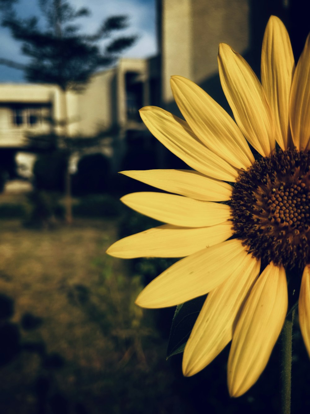 a large yellow sunflower in front of a house