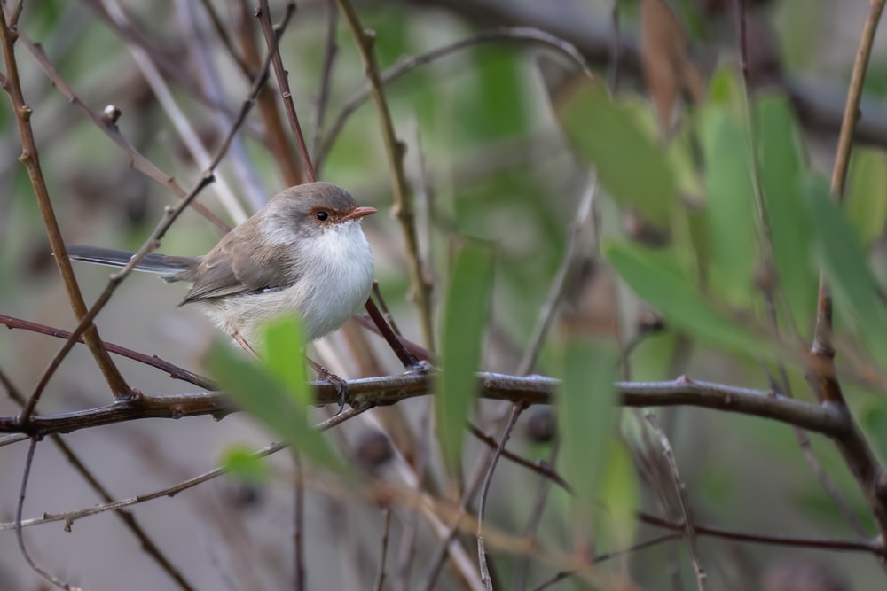 a small bird sitting on a branch of a tree