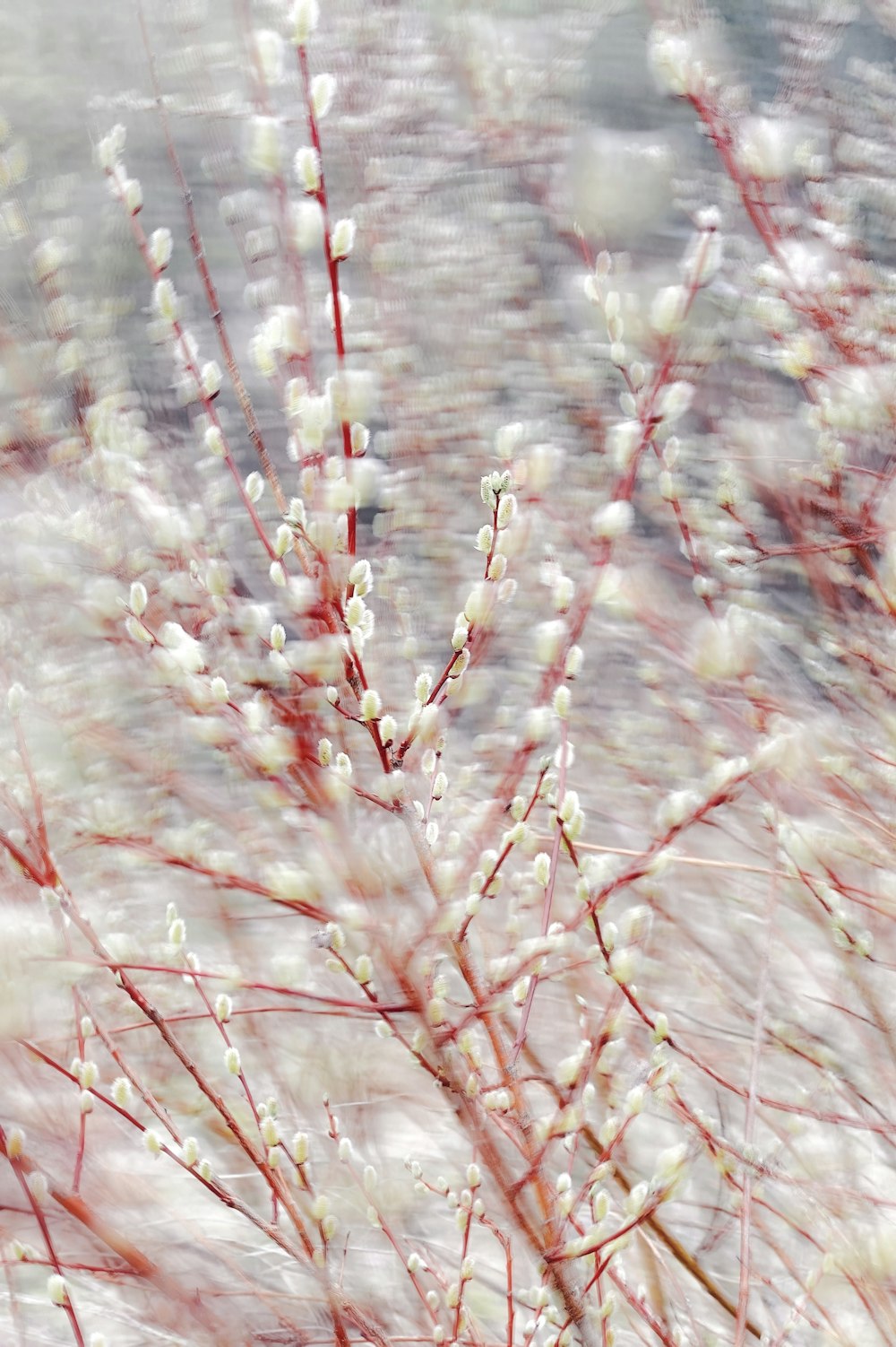 a close up of a tree with white flowers