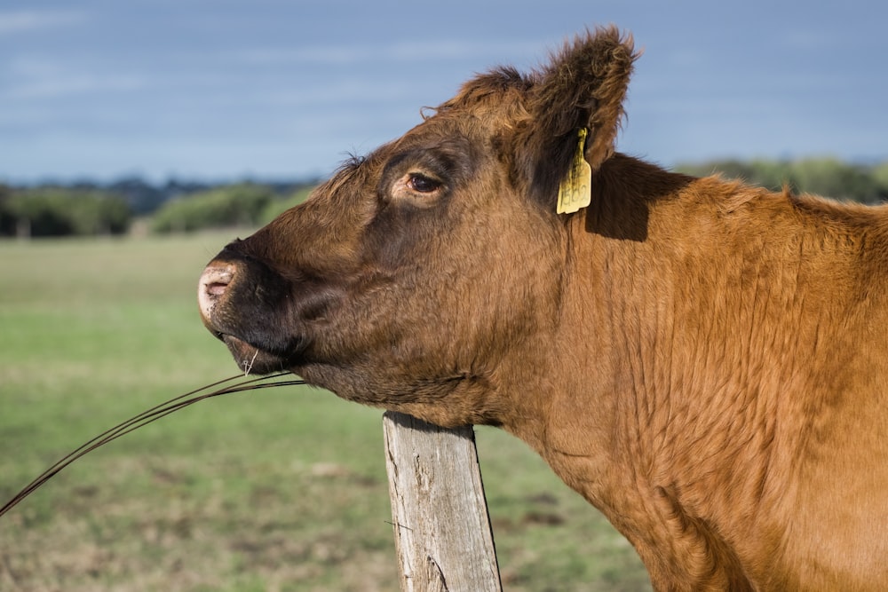 a brown cow standing next to a wooden fence